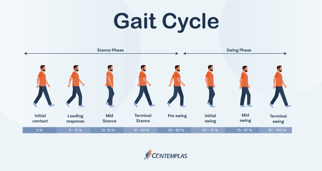 Stance and Swing Phase in the Gait Cycle