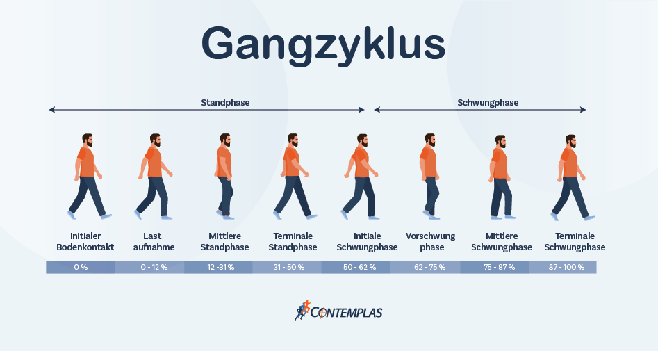 Standphase und Schwungphase im Gangzyklus